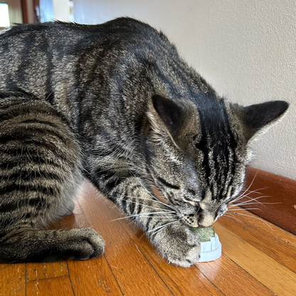 Catnip Ball